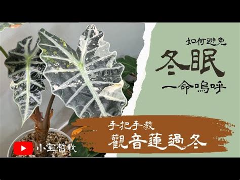 觀音蓮澆水|觀音蓮的基本照顧與介紹